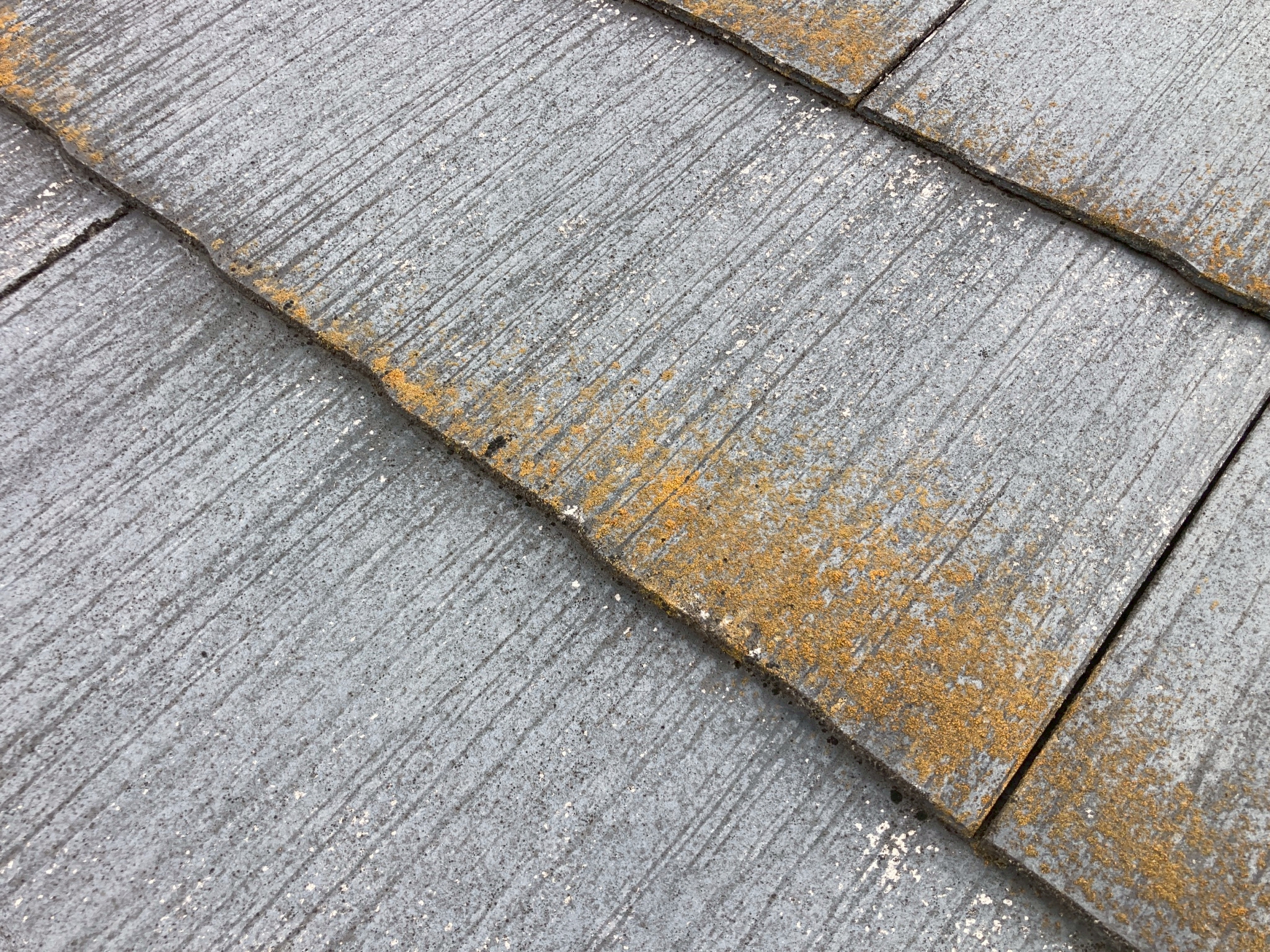 コケやカビが生えている